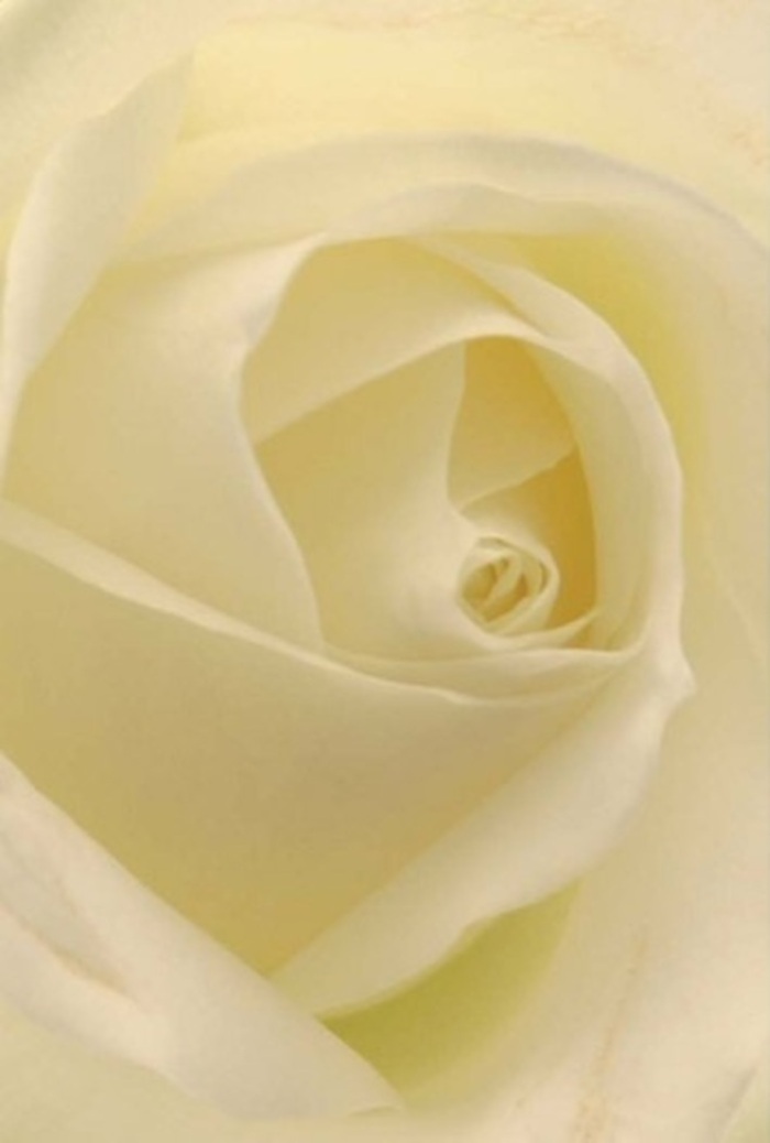 Facing this classic white rose, the eye is drawn to a symphony of soft curves and overlapping petals-each a testament to both nature's genius and Noak Hill's floral tradition. The composition balances tranquility with quiet sophistication, blending tones of creamy ivory that fade into gentle shadows beneath the interplay of morning light. It is as if the blossom is illuminated from within, reminiscent of the first light that spills over Noak Hill's open fields. The spiral core hints at purity and steadfastness, while the flawlessly arranged petals create a sense of resilience and grace. Aromatic notes, clean and understated, linger in the imagination-an olfactory echo of wildflowers in local meadows. This rose, curated by Flowers Noak Hill, lends itself effortlessly to heartfelt apologies, romantic tokens, and elegant wedding centrepieces for the area's celebrations, always conveying depth of feeling and natural artistry with every same-day delivery throughout Noak Hill and Rush Green.