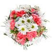 This beautifully balanced bouquet is a tribute to Noak Hill's unique sense of peace and renewal, thoughtfully arranged to capture the magic of seasonal blooms. Central white daisies, crowned with lime-green centres, mingle amongst abundant coral-pink carnations, their ruffled petals radiating warmth like early sunshine. Wispy sprays of baby's breath appear almost weightless, adding an airy finesse reminiscent of wildflowers caught in a gentle Noak Hill breeze. Discreet alstroemeria buds and eucalyptus leaves peek between the larger blooms, bringing subtle colour notes and a hint of woodland fragrance. The entire arrangement is haloed by deep, glossy greenery, anchoring the bouquet with natural structure and vibrancy. Perfect for marking birthdays, saying thank you, or bringing cheer to someone along Gooshays Drive, this bouquet's uplifting palette and soft textures transform ordinary moments into cherished memories. It's more than a floral gift-it's a reminder of the beauty and artistry cultivated in Noak Hill, delivered fresh for every occasion and every space that could use a hint of the outdoors.